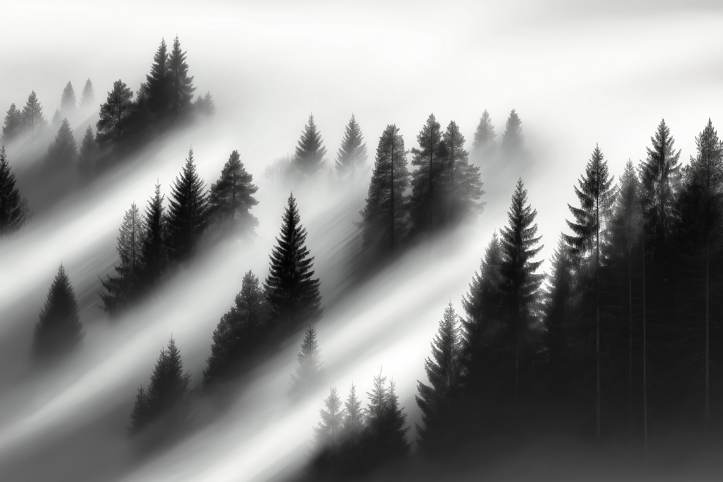 Monochrome misty forest wall mural with foggy evergreen trees in black and white, dramatic diagonal light rays
