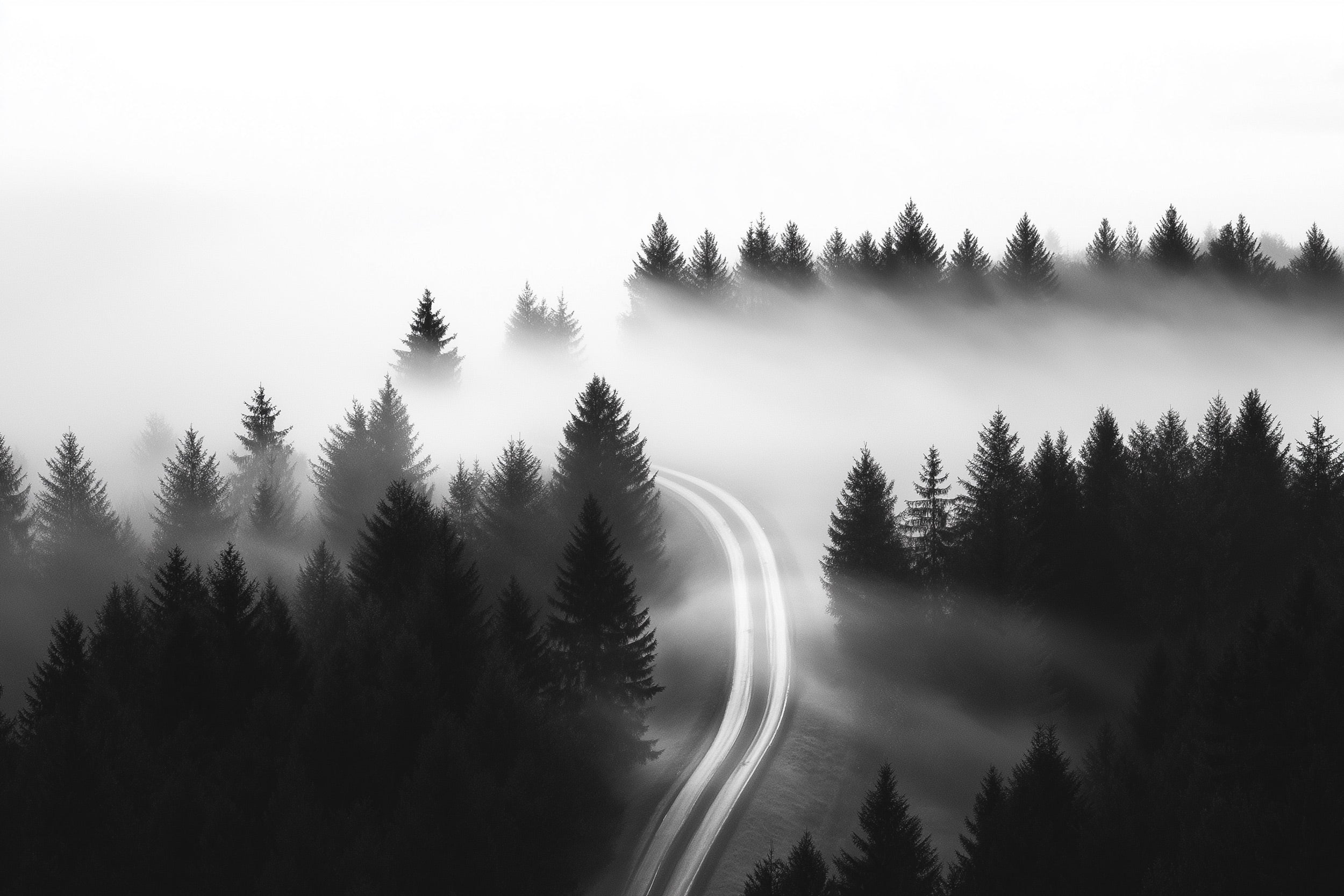 Misty forest road mural in black and white with fog among evergreen trees, a winding path through the misty woods for bedroom